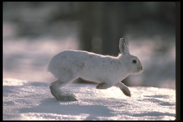 123044 Snowshoe Rabbit Running Through Snowy Woods A4 Photo Print