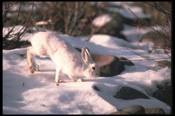 123045 Snowshoe Rabbit In Snowy Willows A4 Photo Print