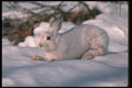 123046 Snowshoe Rabbit In Snowy Woods A4 Photo Print
