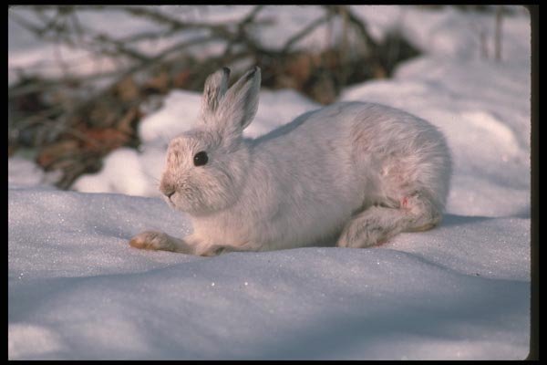 123046 Snowshoe Rabbit In Snowy Woods A4 Photo Print