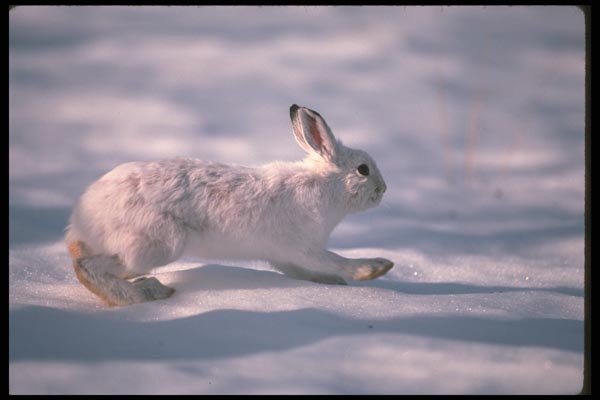 123047 Snowshoe Rabbit Running Across Open Snow A4 Photo Print