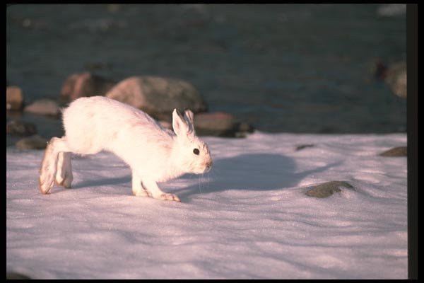 123048 Snowshoe Rabbit Running Across Open Snow A4 Photo Print