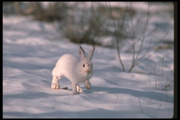 123049 Snowshoe Rabbit In Snowy Willows A4 Photo Print