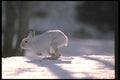 123050 Snowshoe Rabbit Running Across Snowy Horizon A4 Photo Print