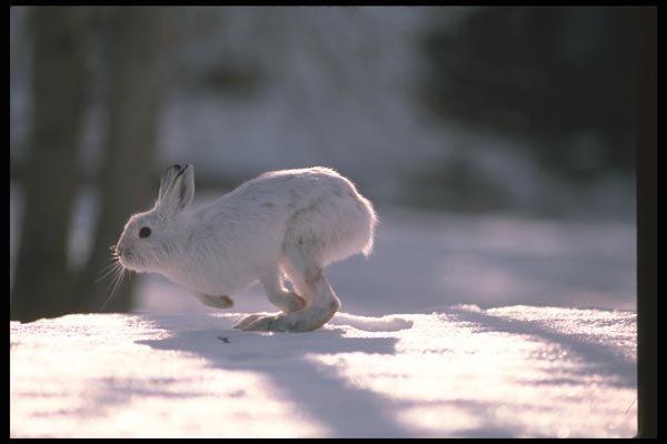123050 Snowshoe Rabbit Running Across Snowy Horizon A4 Photo Print