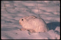 123051 Snowshoe Rabbit In White Fur A4 Photo Print