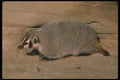 123052 Badger A4 Photo Print