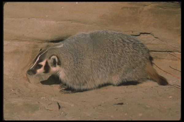 123052 Badger A4 Photo Print