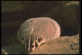 123053 Badger A4 Photo Print