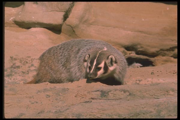 123054 Badger A4 Photo Print