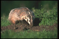 123055 Badger Digging In Summer Meadow A4 Photo Print