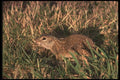 123056 Spotted Ground Squirrel Alert At Mouth Of Burrow A4 Photo Print