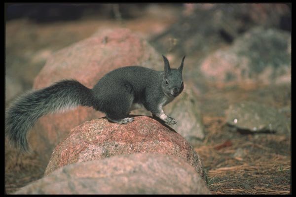 123057 Tassel Eared Squirrel A4 Photo Print