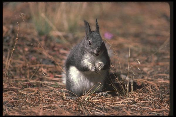 123058 Tassel Eared Squirrel A4 Photo Print