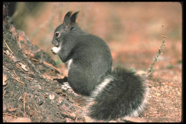 123059 Tassel Eared Squirrel A4 Photo Print
