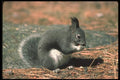 123060 Tassel Eared Squirrel A4 Photo Print