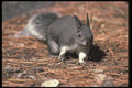 123061 Tassel Eared Squirrel A4 Photo Print