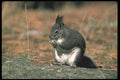 123062 Tassel Eared Squirrel Eating A4 Photo Print