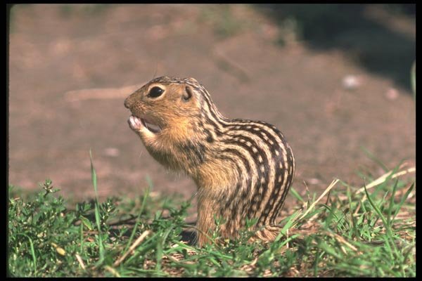 123063 Thirteen Lined Ground Squirrel Eating Bread A4 Photo Print