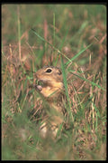 123064 Thirteen Lined Ground Squirrel Eating Bread A4 Photo Print