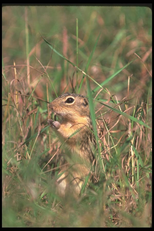 123064 Thirteen Lined Ground Squirrel Eating Bread A4 Photo Print