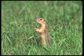 123065 Thirteen Lined Ground Squirrel A4 Photo Print