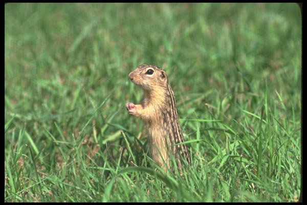 123065 Thirteen Lined Ground Squirrel A4 Photo Print