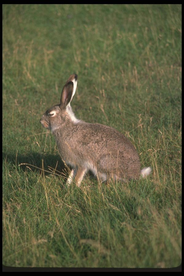123066 Whitetail Jackrabbit A4 Photo Print