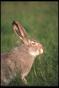 123067 Whitetail Jackrabbit A4 Photo Print