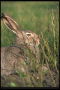 123068 Whitetail Jackrabbit A4 Photo Print