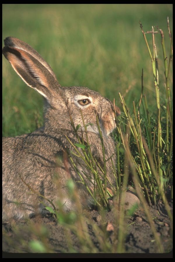 123068 Whitetail Jackrabbit A4 Photo Print
