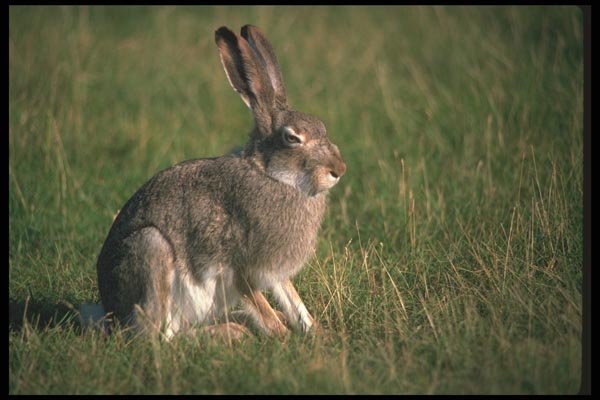 123069 Whitetail Jackrabbit A4 Photo Print