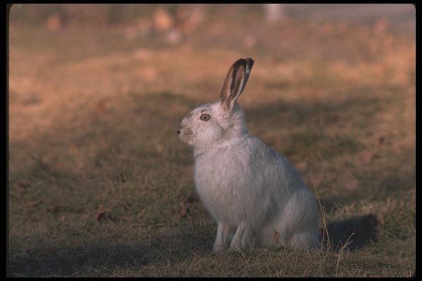 123070 Whitetail Jackrabbit (Winter White) A4 Photo Print