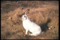 123071 Whitetail Jackrabbit (Winter White) A4 Photo Print