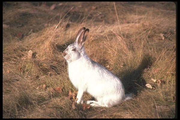 123071 Whitetail Jackrabbit (Winter White) A4 Photo Print