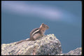 123072 Golden Mantled Ground Squirrel A4 Photo Print
