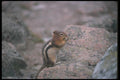 123073 Golden Mantled Ground Squirrel A4 Photo Print