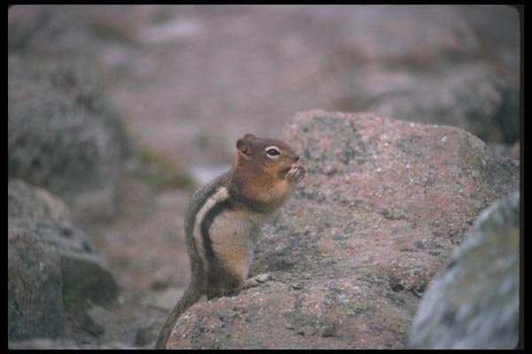 123073 Golden Mantled Ground Squirrel A4 Photo Print