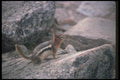 123074 Golden Mantled Ground Squirrel A4 Photo Print