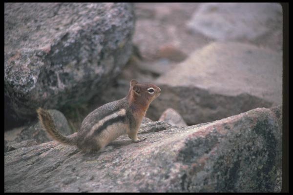 123074 Golden Mantled Ground Squirrel A4 Photo Print