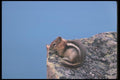 123075 Golden Mantled Ground Squirrel A4 Photo Print