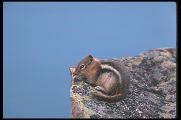 123075 Golden Mantled Ground Squirrel A4 Photo Print