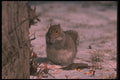 123076 Eastern Gray Squirrel Eating Corn Bits In Winter Field A4 Photo Print