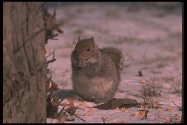 123076 Eastern Gray Squirrel Eating Corn Bits In Winter Field A4 Photo Print