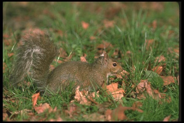 123077 Eastern Gray Squirrel A4 Photo Print