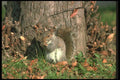 123078 Eastern Gray Squirrel A4 Photo Print