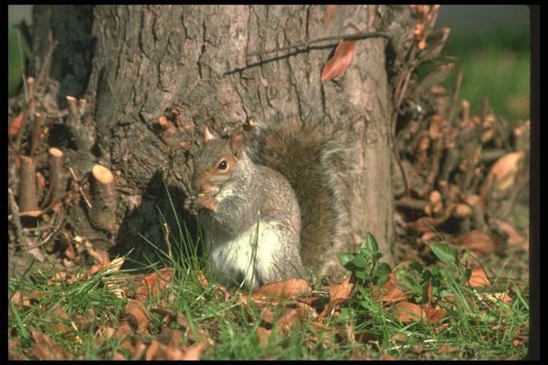 123078 Eastern Gray Squirrel A4 Photo Print