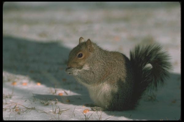 123079 Eastern Gray Squirrel A4 Photo Print