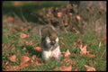 123080 Eastern Gray Squirrel A4 Photo Print