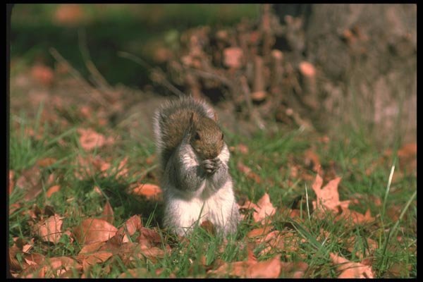 123080 Eastern Gray Squirrel A4 Photo Print